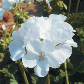 Ringo 2000 White Geranium Thumbnail